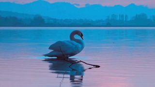 Duck /nature love.....video