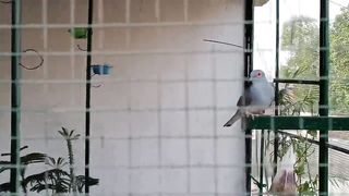 New Birds in Aviary A New Start With Diamond Dove Pets Vlog