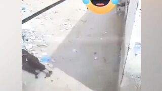 Funny gay