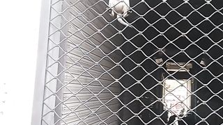 Cat climb up