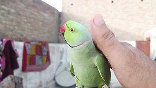 Talking parrot