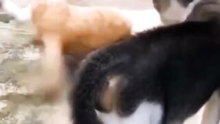Cat funny moments