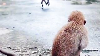 tow monkey  funny video