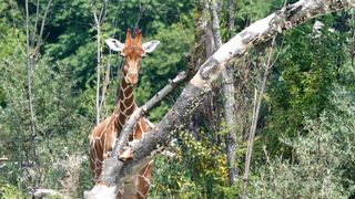 Giraffes tallest mammals in the world.
