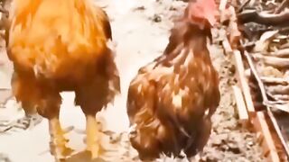 Nice video