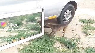 Funny video