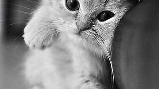 So cute cat ???? sad what sapp status ????