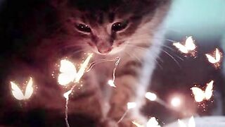 So cute ???? cats for what sapp status viral video
