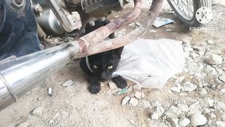 Cat rescued | rescues animal