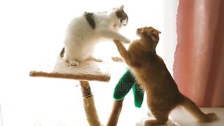 Funny Cat's video clips 2023????????