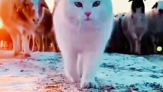 Beuttifull cat|