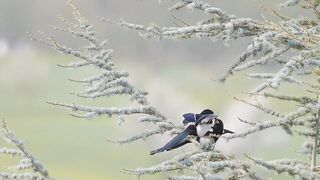 Birds/love/beautiful lovely birds/video