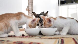 #city cats # funny cats