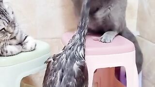 Cat fight with duck|