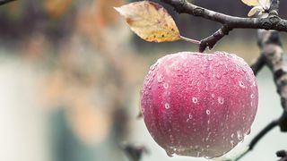 Tree apple