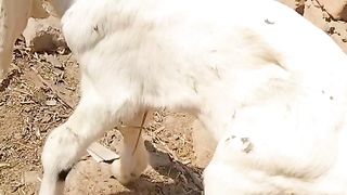 golabi nokri bakri