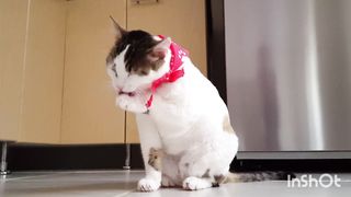 Funny Animals - Funny cats