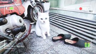 How Cute Pet Cat And Dog React When Seeing Stranger | Viral Cat