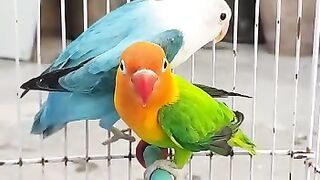 Lovebirds|Birds