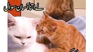 Wedding song funny clip