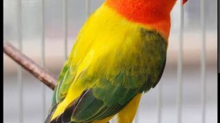 Ducky bird opaline, beautiful and attractive