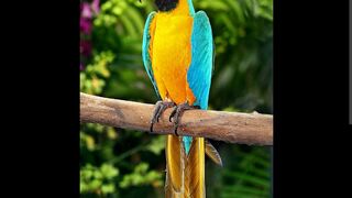 Birds opaline, beautiful and attractive