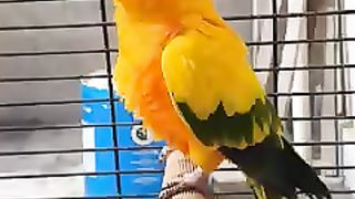 Sun canure birds