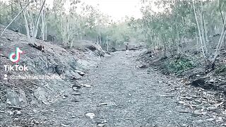 Topak pe Las || Kaly Mahol
