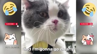 Funny cats ever tick tok compilation