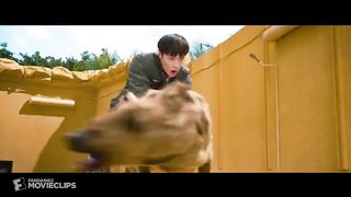 Wild dogs attack