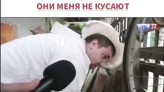 Пчелы добрые