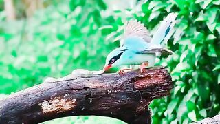 beautiful bird #shorts #beautifull #bird