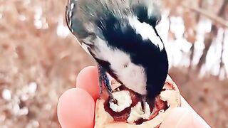 nice bird #shorts #nice #bird