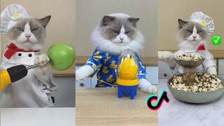 Cats make food 2023 "That Little Puff" Tiktok Compilation
