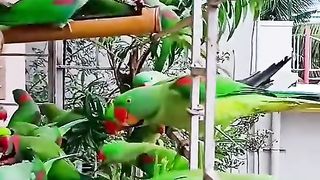 Raw parrots available