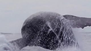 Humpback whale