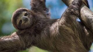 Animais engraçados,bicho preguiça