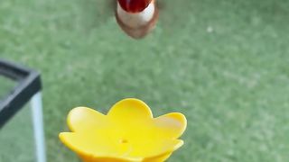 Beautiful bird