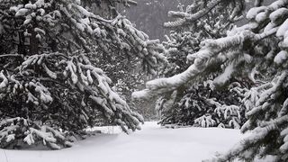 Snow Fall
