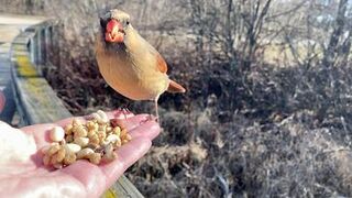Hand-feeding Birds in Slow Mo - Northern Cardinal