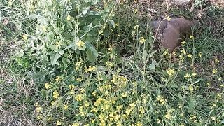 Yellow flowers in kashmir ???? flowers in sarso