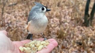 Hand-feeding Birds in Slow Mo - Tufted Titmice, White-breast…