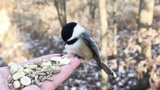 Hand-feeding Birds in Slow Mo - Black-capped Chickadees, Tufted Titmice, Tufted Titmice