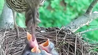 Amami Thrush