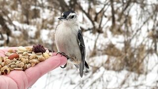 Hand-feeding Birds in Slow Mo - Tufted Titmice, Chickadee, Nuthatches, Downy Woodpecker