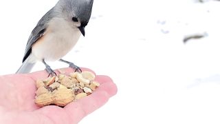Hand-feeding Birds in Slow Mo - Black-capped Chickadees, Tufted Titmice, White-breasted Nuthatch. 2023
