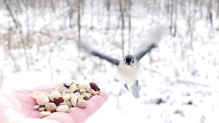Hand-feeding Birds in Slow Mo - Tufted Titmice, Black-capped Chickadees, White-breasted Nuthatches. 2023