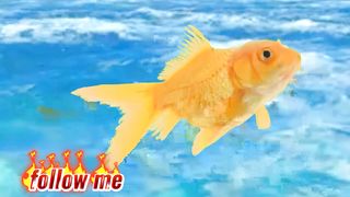 fish and see
