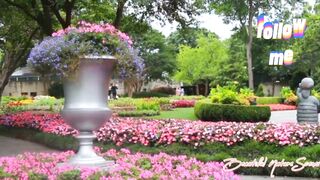beautiful flower