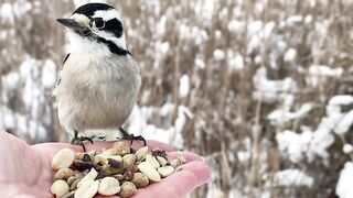 Hand-feeding Birds in Slow Mo - Downy Woodpecker,2023